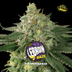 Lebron Haze  fem BSF Seeds
