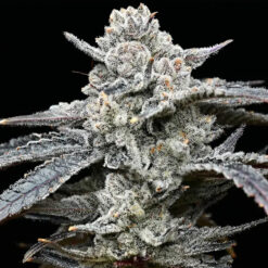 Lemon Cherry Gelato 25 u. fem Barney´s  x Backpack Boyz