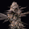 Lemon Cherry Gelato x Berniehana Butter  6 u. fem Cookies Seed Bank