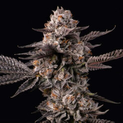 Lemon Cherry Gelato x Berniehana Butter  6 u. fem Cookies Seed Bank