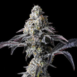 Lemon Cherry Gelato x Triple Scoop 6 u. fem Cookies Seed Bank