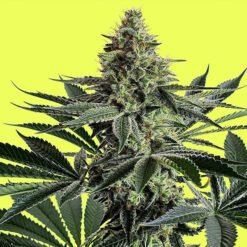 Lemon Storm  fem Pure Instinto