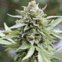 Lemongrass fem Humboldt Seeds Company