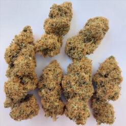 Magic Carrot   5 u. Regular Ace Seeds