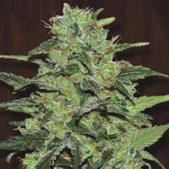 Malawi   5 u. Regular Ace Seeds