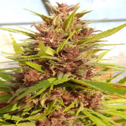 Malawi x PCK   5 u. Regular Ace Seeds