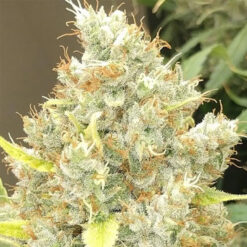 Malawi x Panama   5 u. Regular Ace Seeds