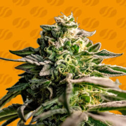 Mango Crack  1 u. fem. Original Sensible