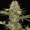 Master Kush  Reg Barney's