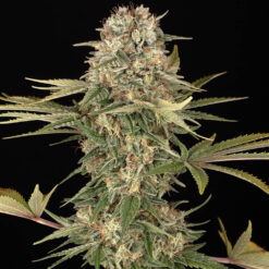 Master Kush  Reg Barney's