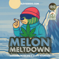 Melon Meltdown  fem Elev8 Seeds
