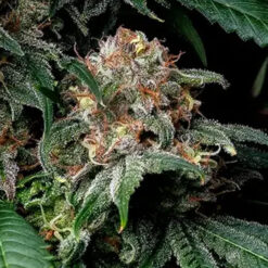 Mendo Breath   fem. Barney's