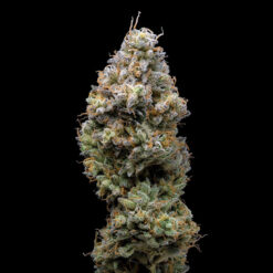 Miklo fem. Cookies Seed Bank
