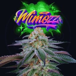 Mimooz 3+1 u. fem Perfect Tree