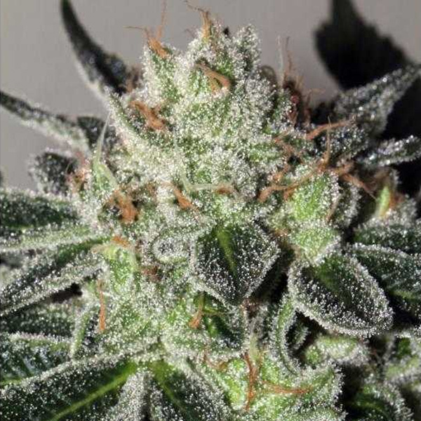 Mimosa Cookies 6 u. fem Mamiko Seeds