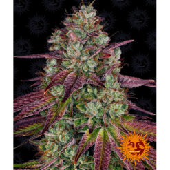 Mimosa EVO 25 u. fem Barney´s