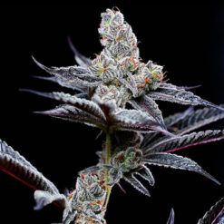Mind Fuck fem. Cookies Seed Bank