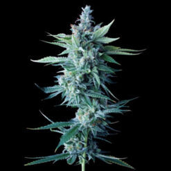 Miss DNA  3 u. fem. DNA Genetics