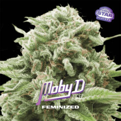 Moby-D  fem BSF Seeds