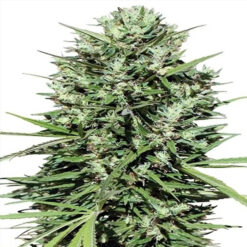 Morocco Beldia Kif   5 u. Regular Ace Seeds