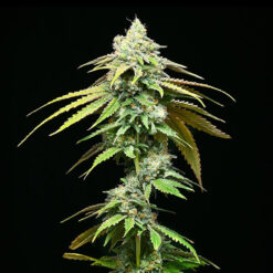 Motor City fem. Cookies Seed Bank