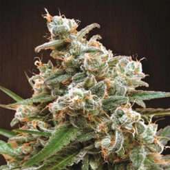 Nepal Jam   5 u. Regular Ace Seeds
