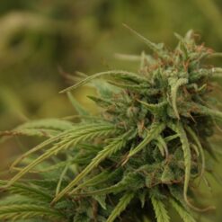 Neville's Skunk (Neville's Haze x Afghan Skunk) 15 u. reg. Mr. Nice Ed. Limitada