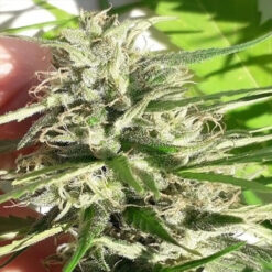 New Caledonia   5 u. Regular Ace Seeds