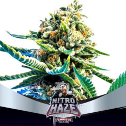 Nitro Haze  fem BSF Seeds