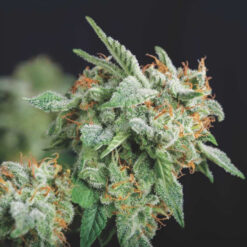 Northern Lights x Runtz  5 u. fem. Pyramid Seeds Gold Line