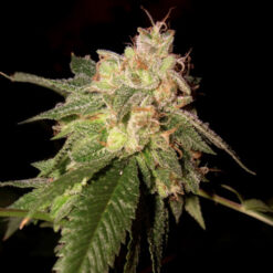 Og Kush  3 u. fem. DNA Genetics