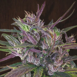 Oldtimer´s Haze   5 u. Regular Ace Seeds