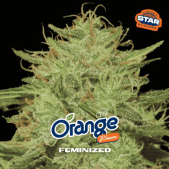 Orange Blossom  fem BSF Seeds