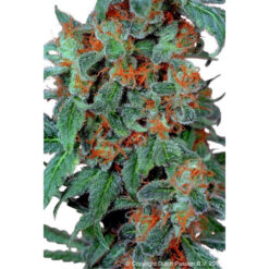 Orange Bud fem. Dutch Passion