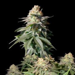 Orange Sherbet Fast Flowering fem. FastBuds Seeds