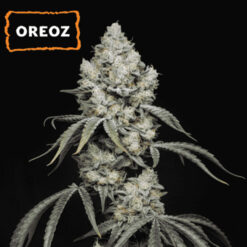 Oreoz  fem.   15 u. Seedstockers