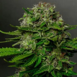 Oreoz x Spritzer 3+1 u. fem. Vision Seeds