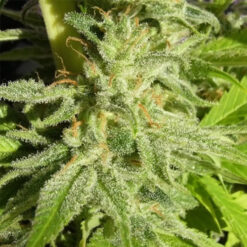 Orient Express   5 u. Regular Ace Seeds