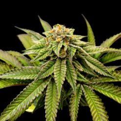 Over The Rainbow  3 u. fem Limited Edition Gratefull Seeds