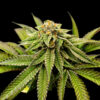 Over The Rainbow  5 u. fem Limited Edition Gratefull Seeds