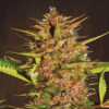 Pakistan Chitral Kush   5 u. Regular Ace Seeds