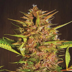 Pakistan Chitral Kush   5 u. Regular Ace Seeds