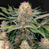 Panakeia High Terpenes CBG  Buddha Seeds
