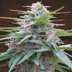 Panama   5 u. Regular Ace Seeds