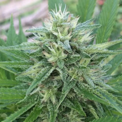 Panama x Bangi Haze   5 u. Regular Ace Seeds