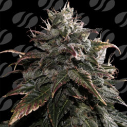 Papaya Stank  1 u. fem. Original Sensible