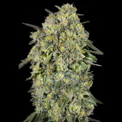 Papaya Triploid 100 u. fem. Advanced Seeds