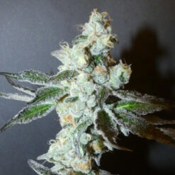 PapayaBoof  Bask Triangle Farms