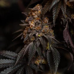 Papayton   1 u. fem. FastBuds Seeds