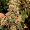 Patinum Capone  Elev8 Seeds